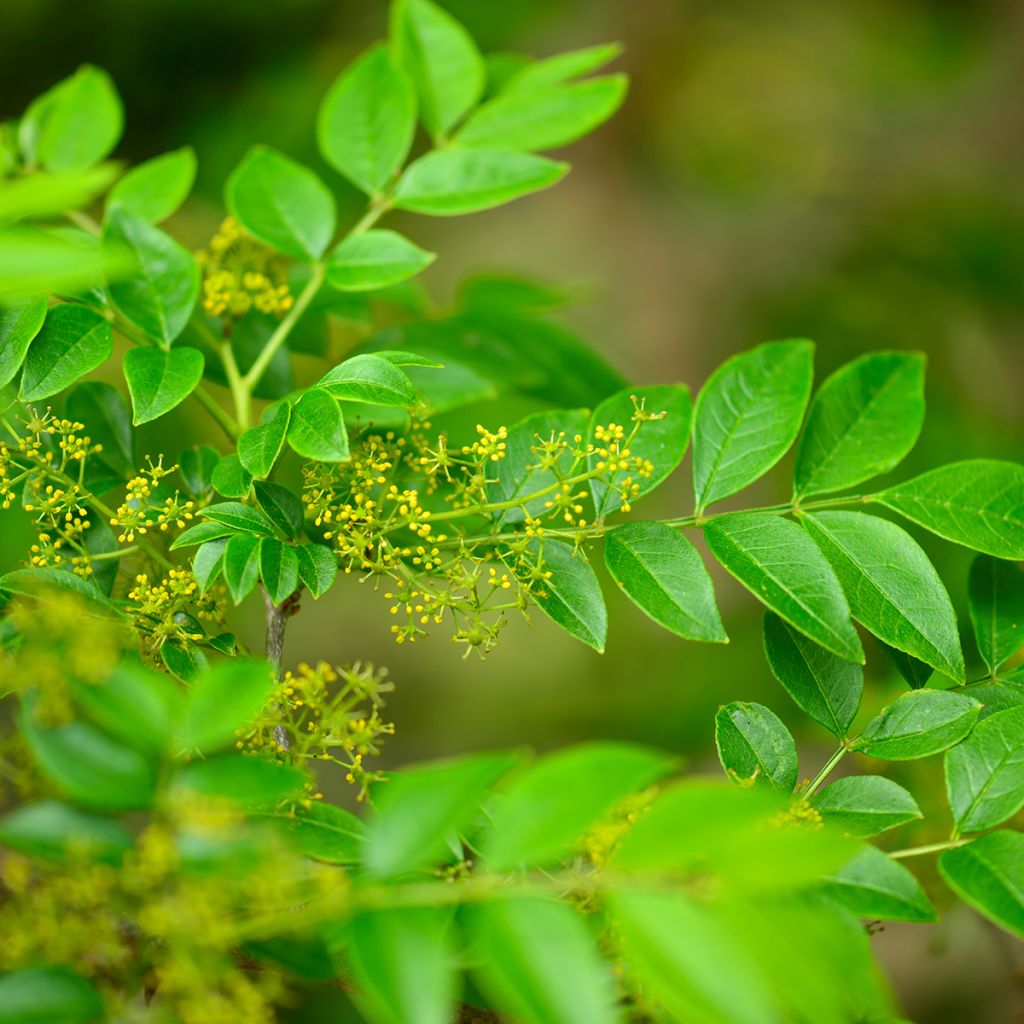 Szechuanpfeffer - Zanthoxylum coreanum