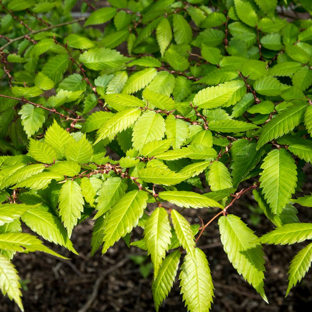 Zelkova serrata Goblin - Japanische Zelkove