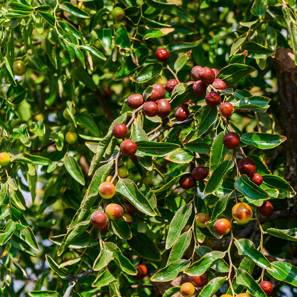 Chinesische Jujube Abundance - Ziziphus jujuba