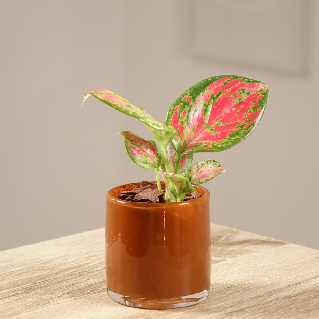 Aglaonema Red Dragon