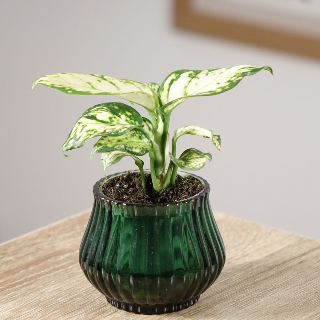 Aglaonema Snowflake - Kolbenfaden