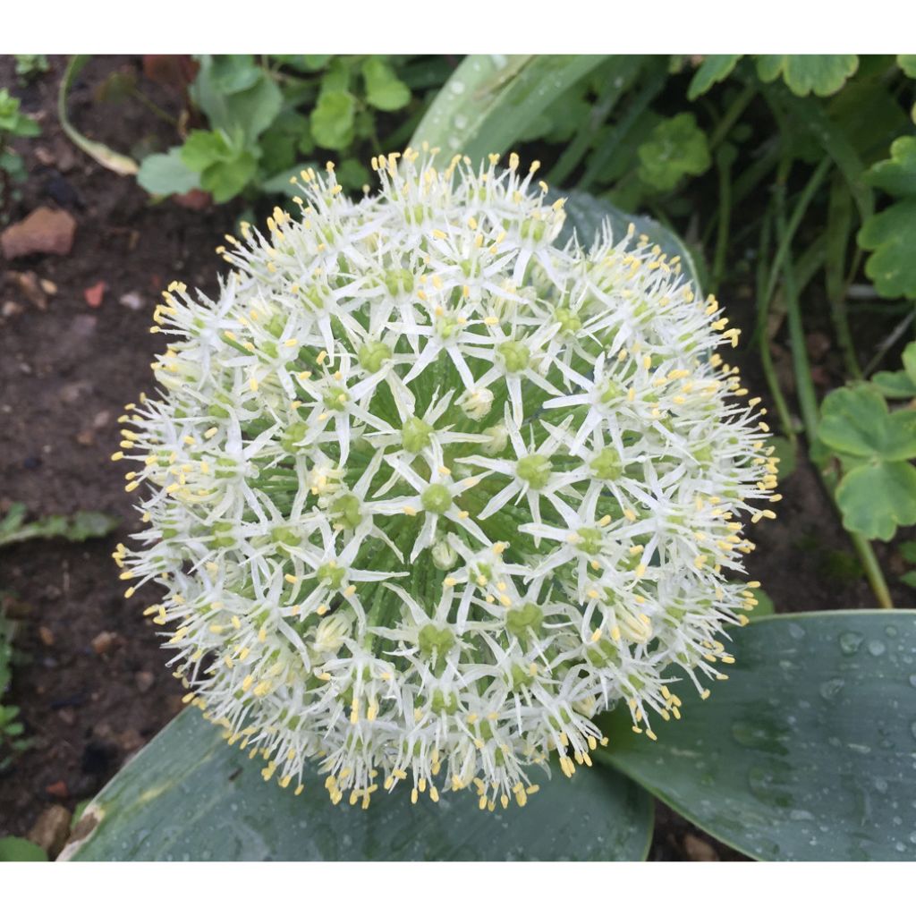 Allium karataviense - Blauzungen-Lauch