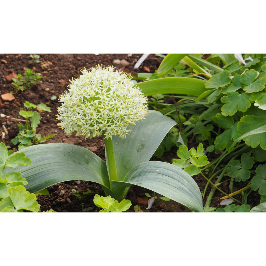 Allium karataviense - Blauzungen-Lauch