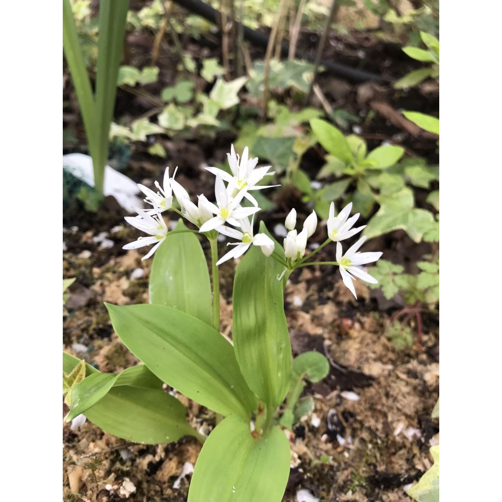 Allium ursinum im Topf - Bärlauch