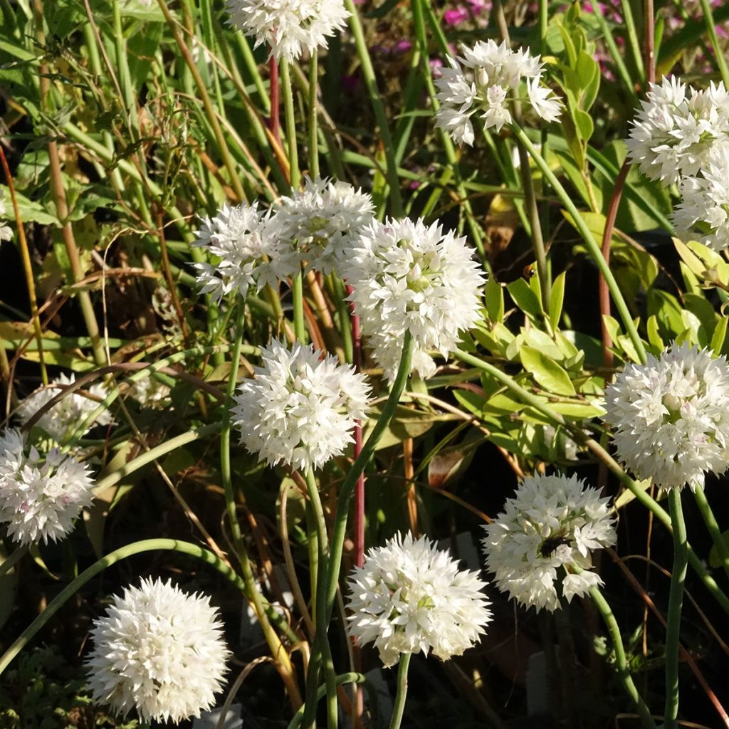 Allium amplectens Graceful - Zierlauch