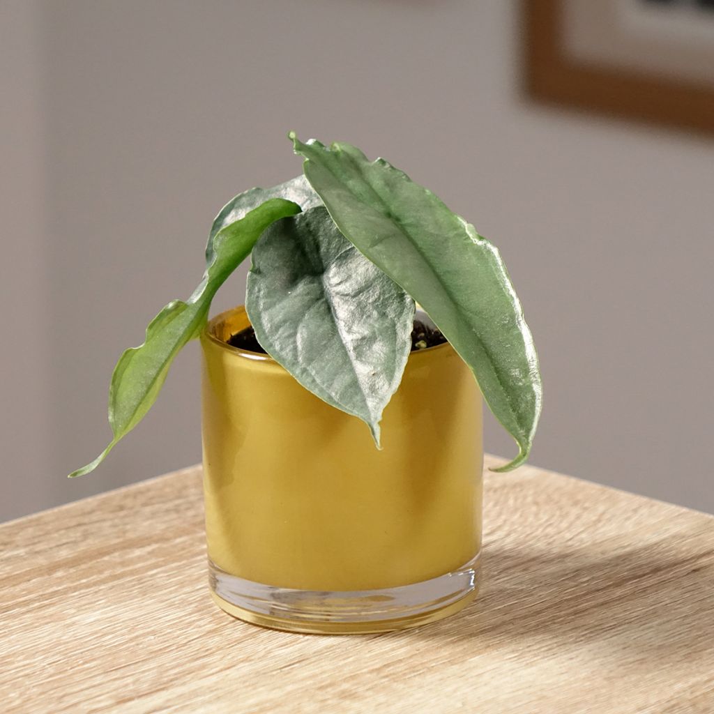 Alocasia Dragon's Breath - Pfeilblatt