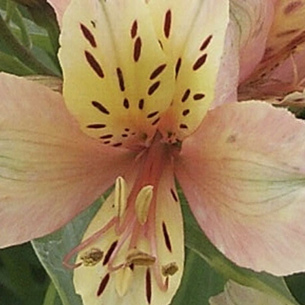 Alstroemeria Inca Ice - Inkalilie