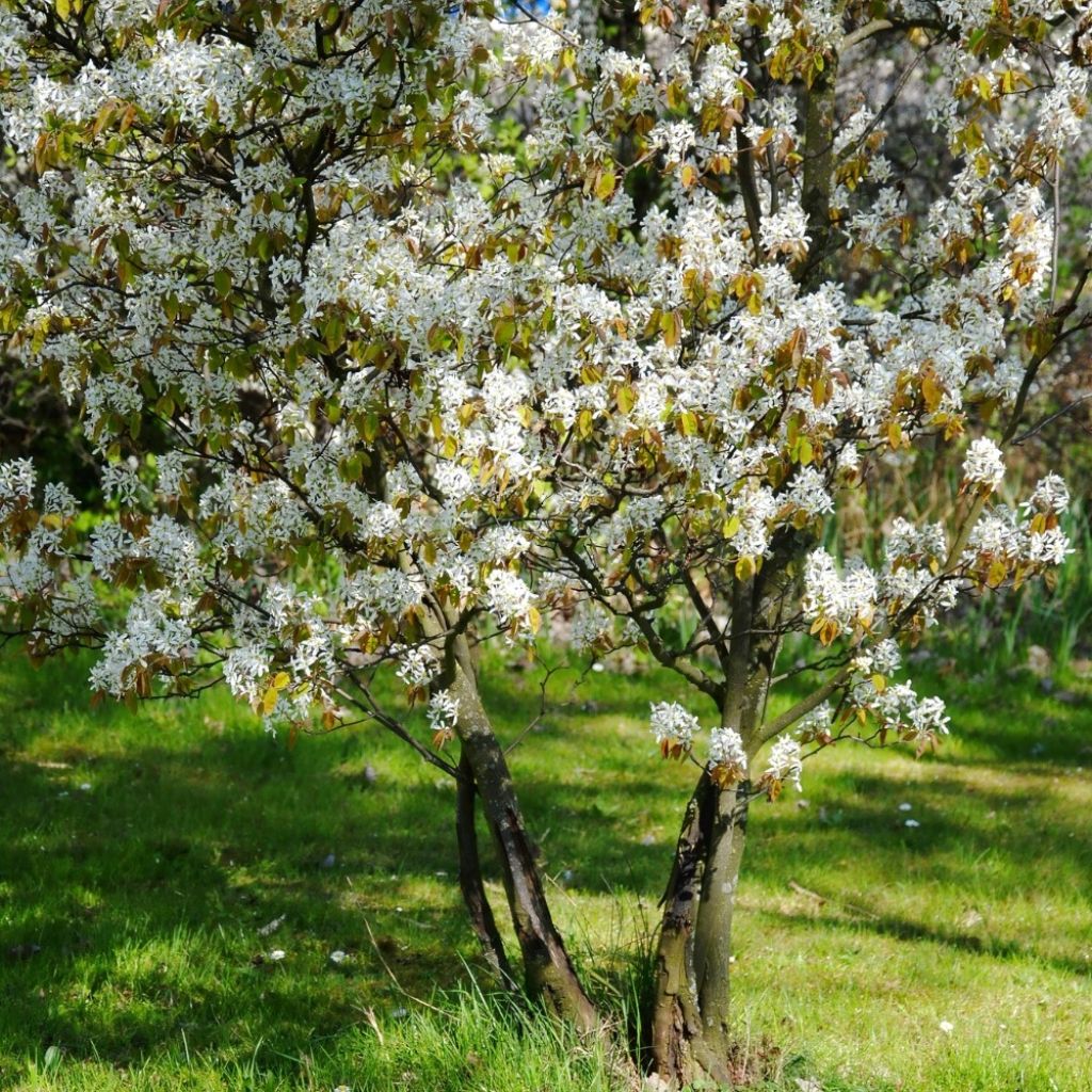 Amelanchier lamarckii - Kanadische Felsenbirne
