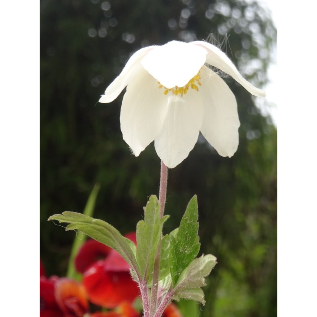 Großes Windröschen - Anemone sylvestris