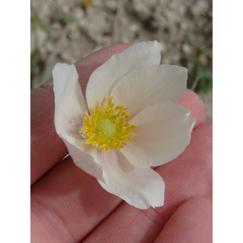 Großes Windröschen - Anemone sylvestris