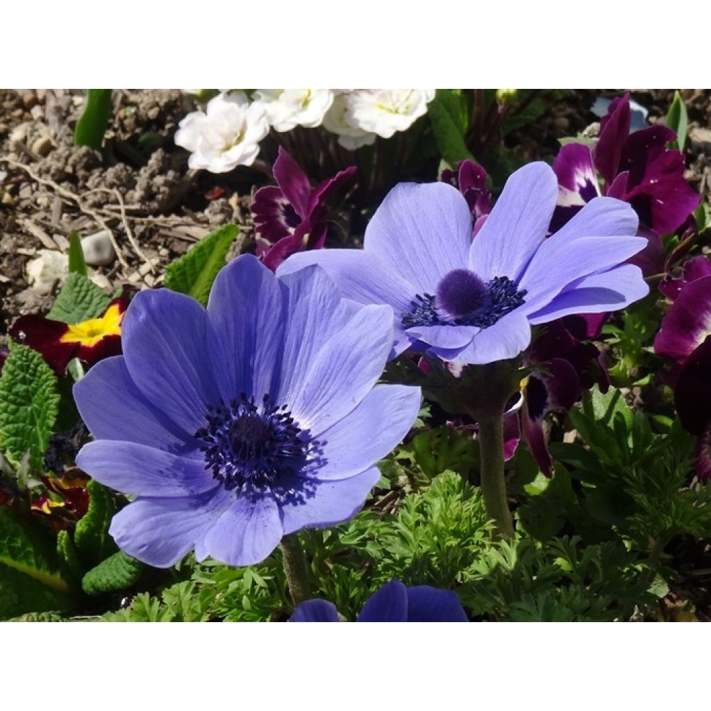 Anemone coronaria Mr Fokker - Kronen-Anemone