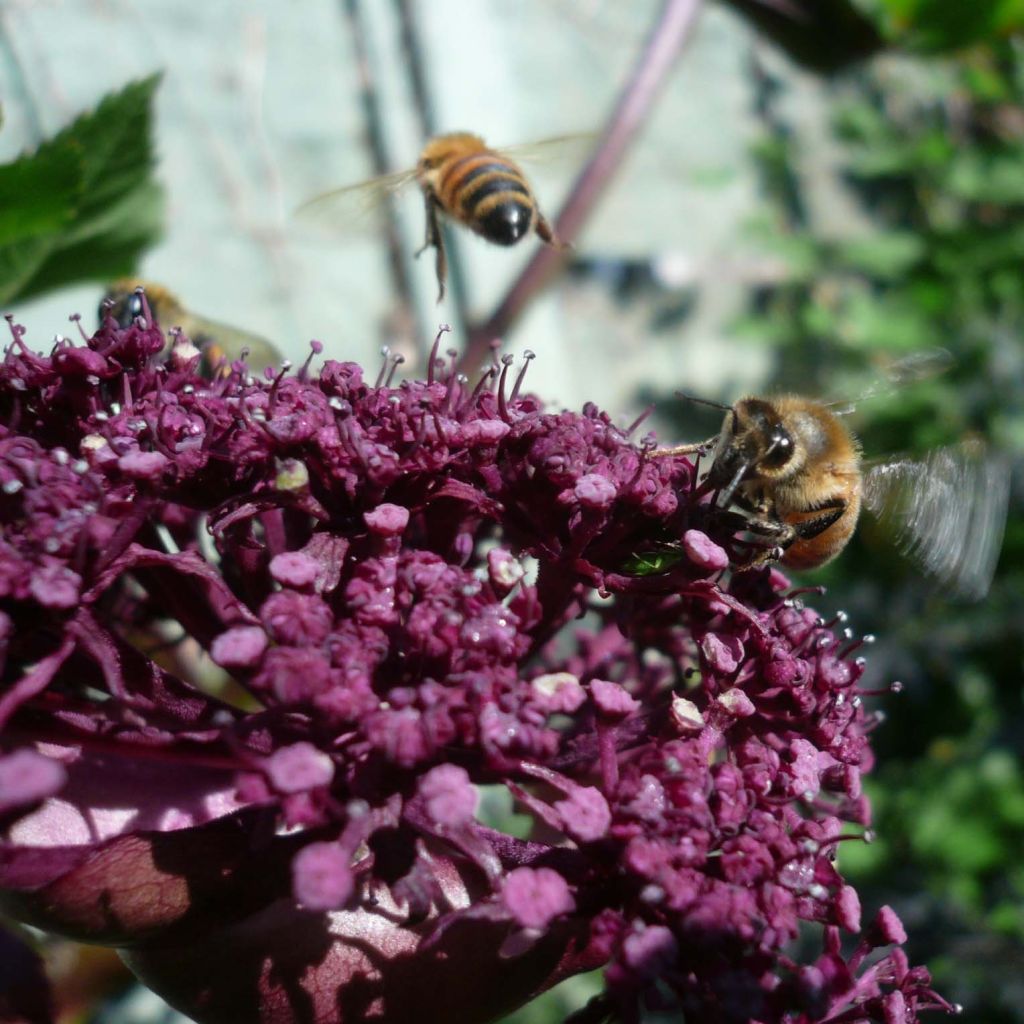 Angelica gigas - koreanische Engelwurz
