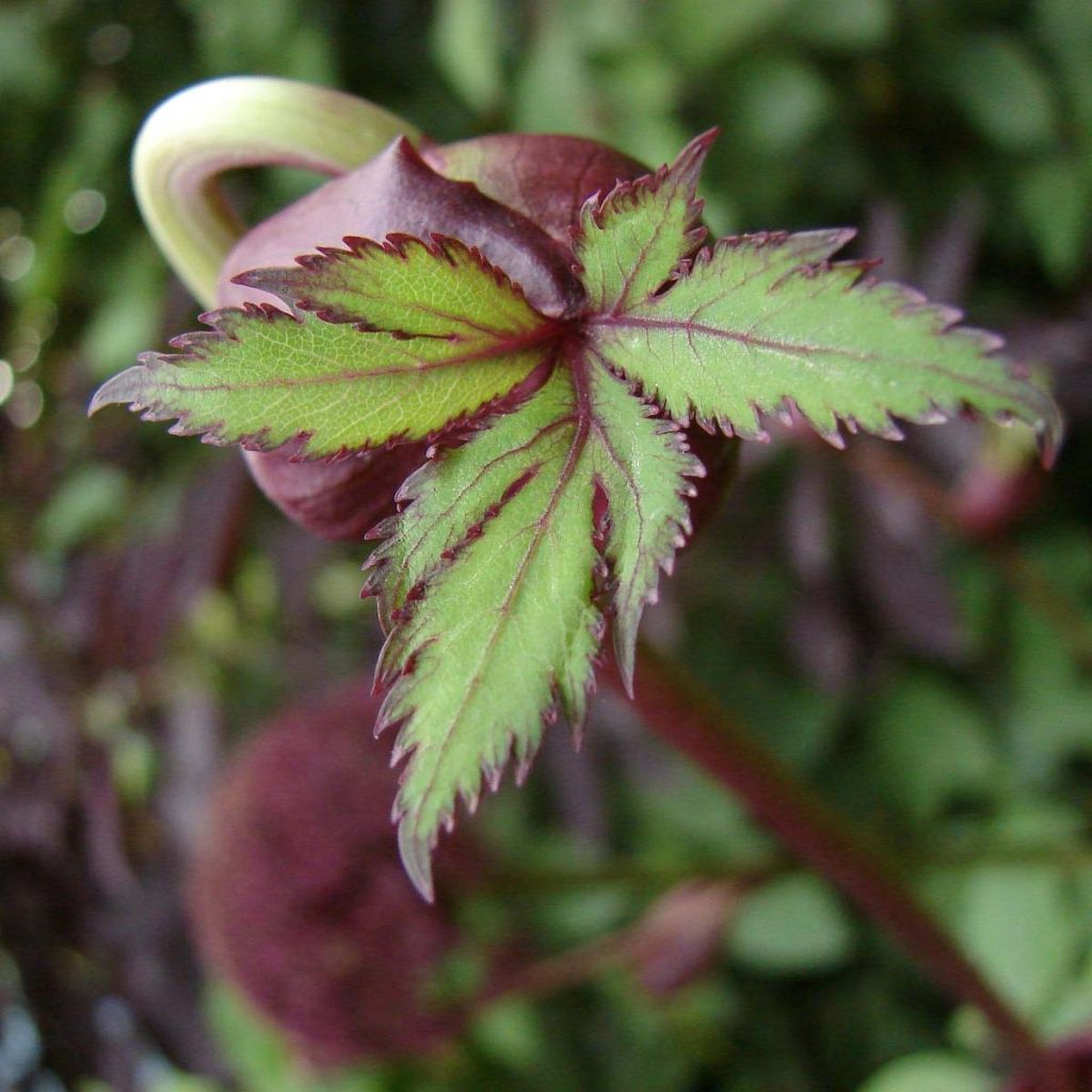 Angelica gigas - koreanische Engelwurz