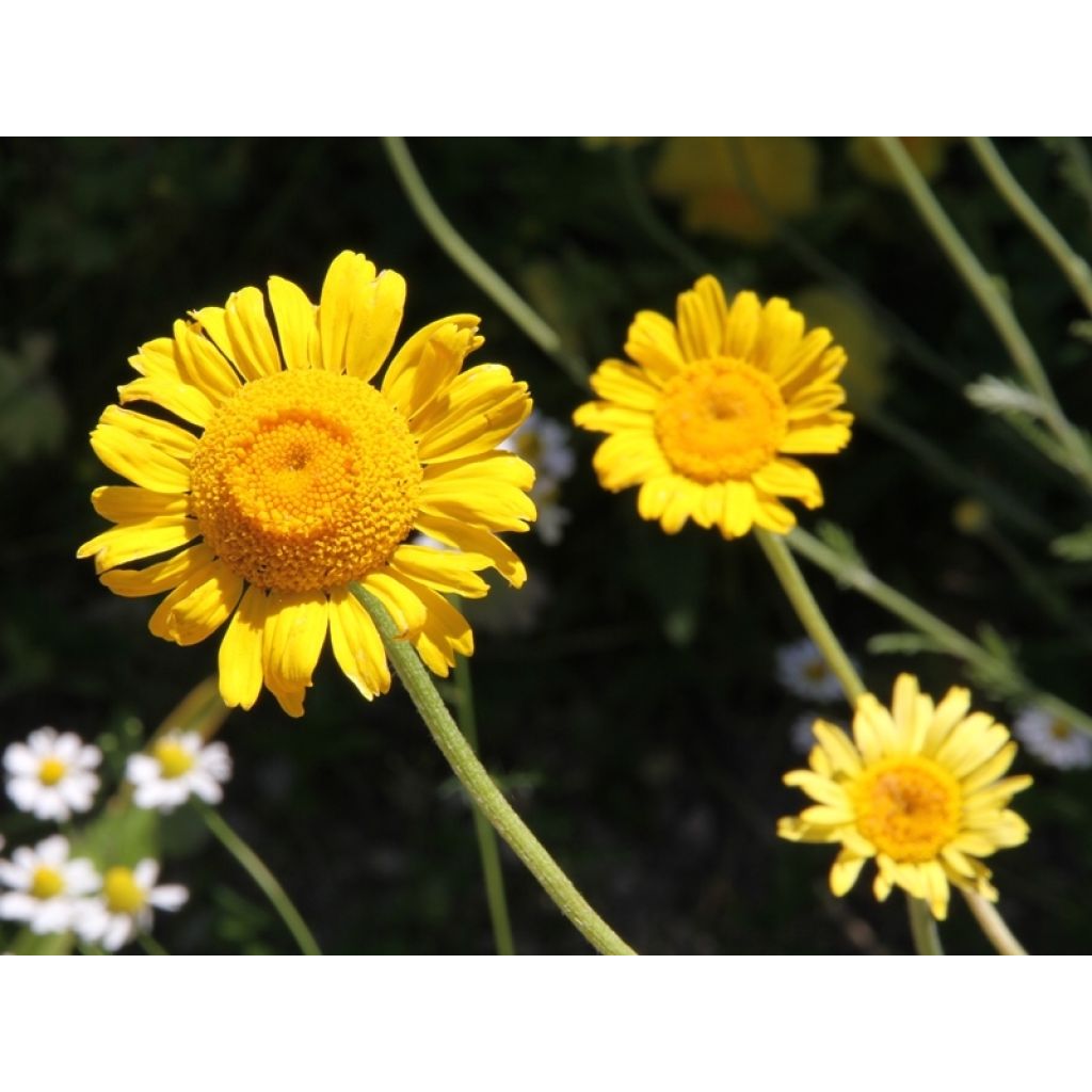 Anthemis sancti-johannis - Johanniskamille