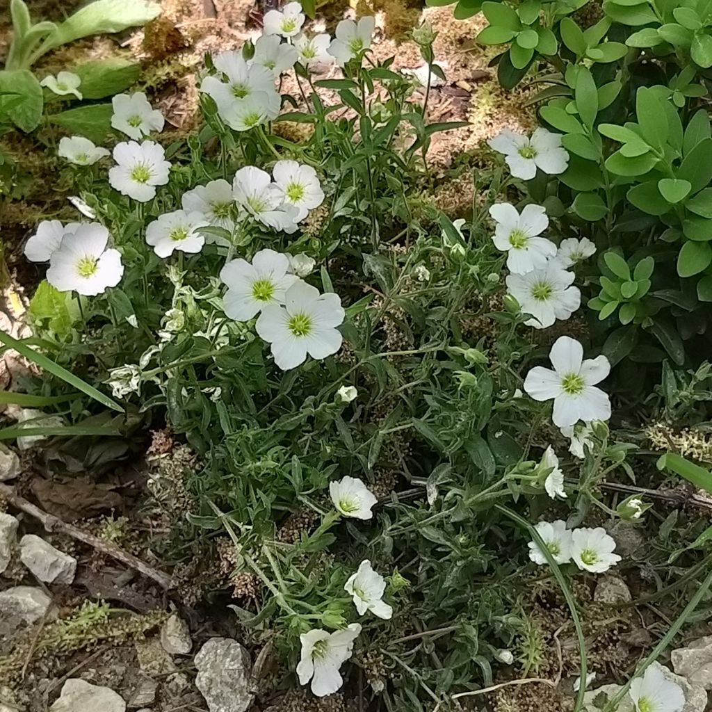 Arenaria montana - Berg-Sandkraut