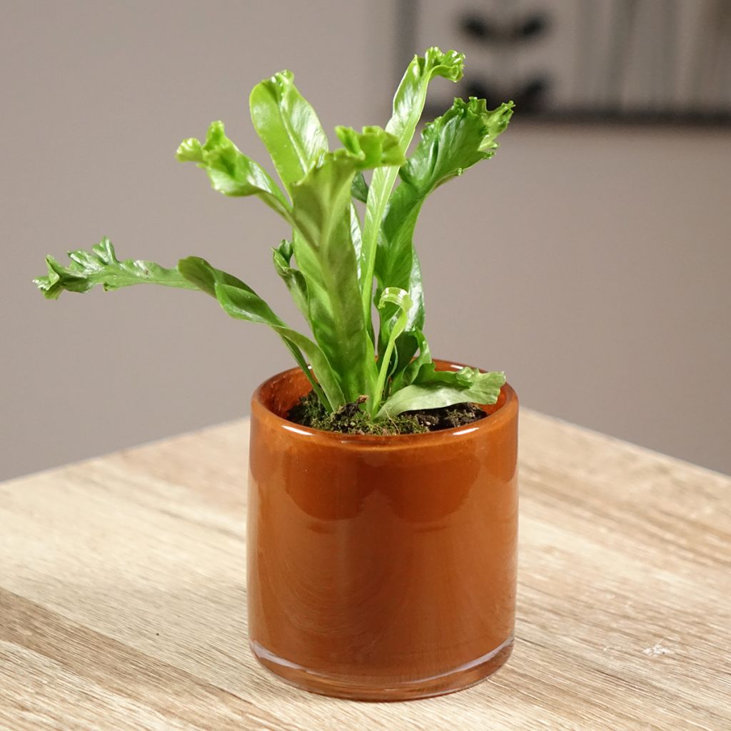 Asplenium antiquum Leslie - Vogel-Nestfarn