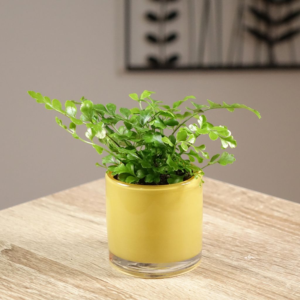 Asplenium Parvati - Vogel-Nestfarn