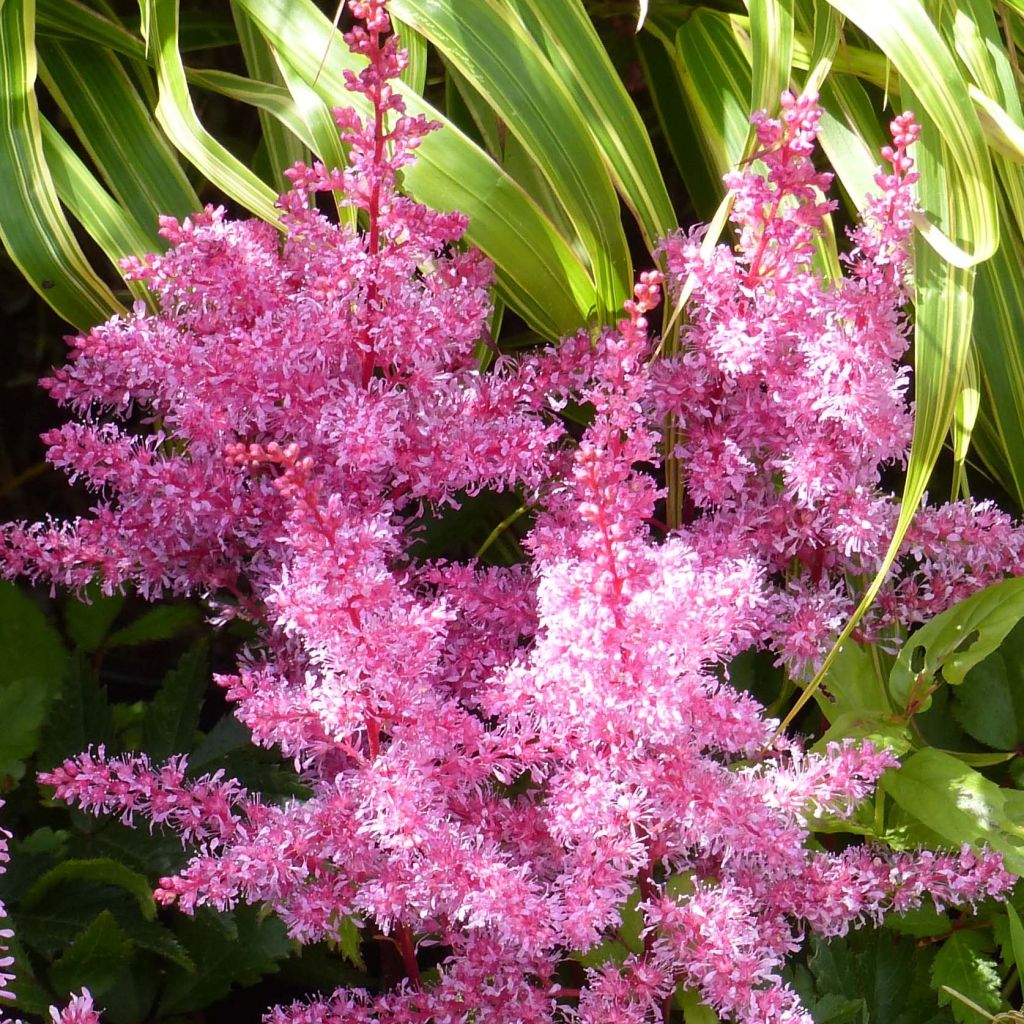 Astilbe Younique Ruby Red - Prachtspiere