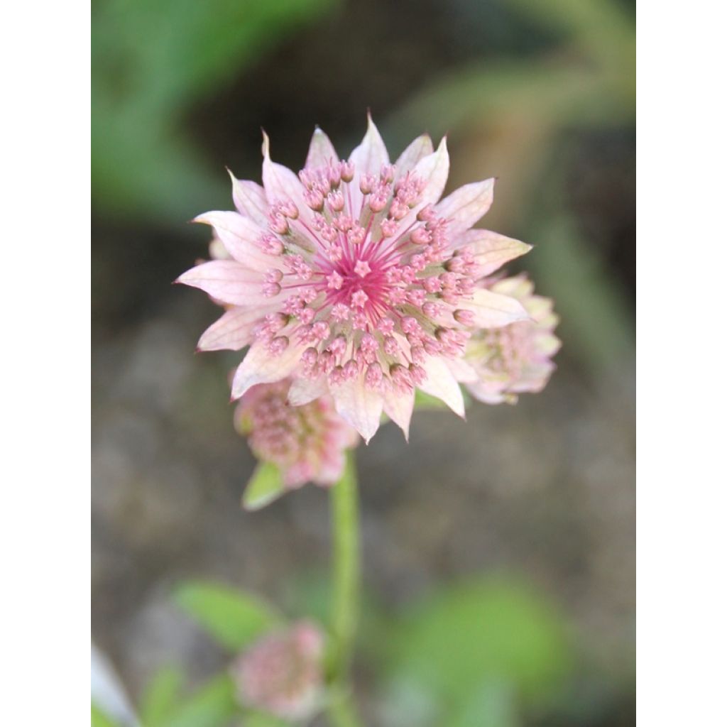 Astrantia major Rosea - Sterndolde