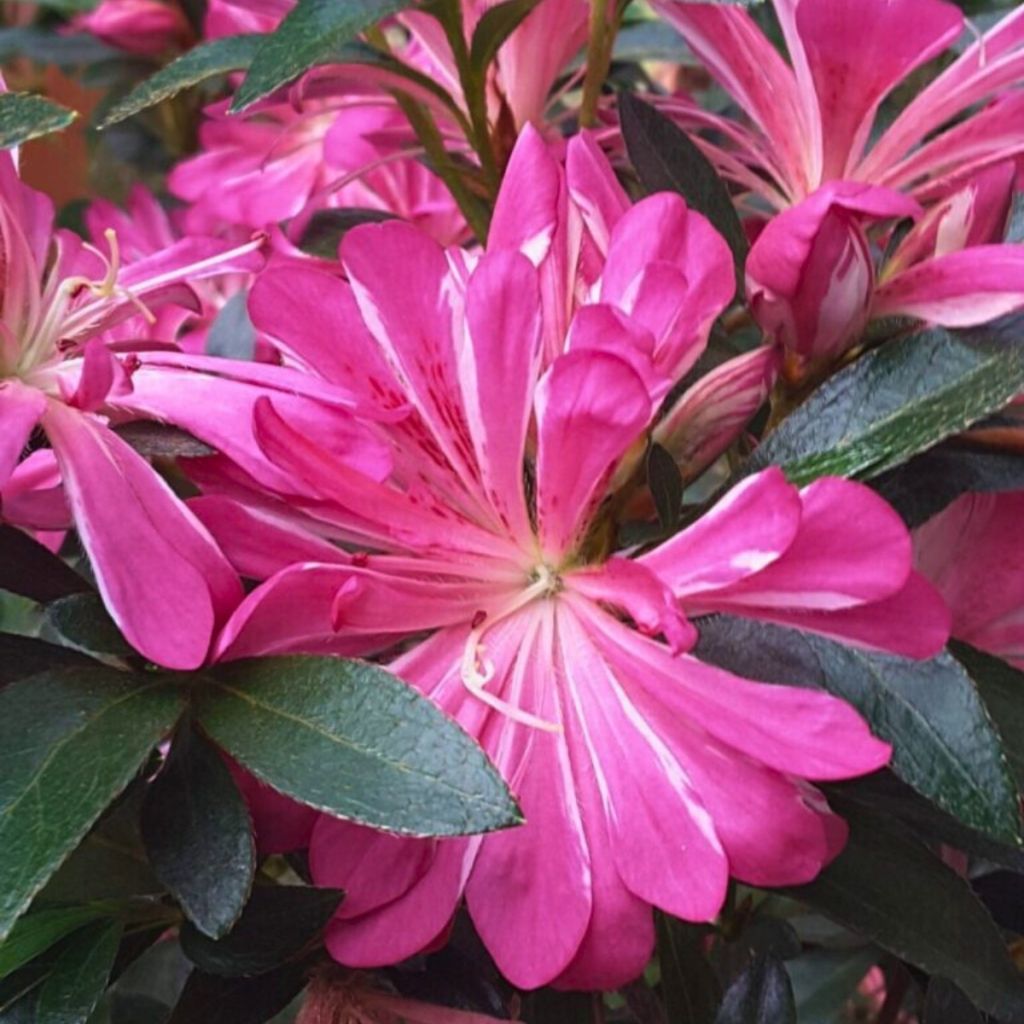 Japanische Azalee Pink Star - Azalea