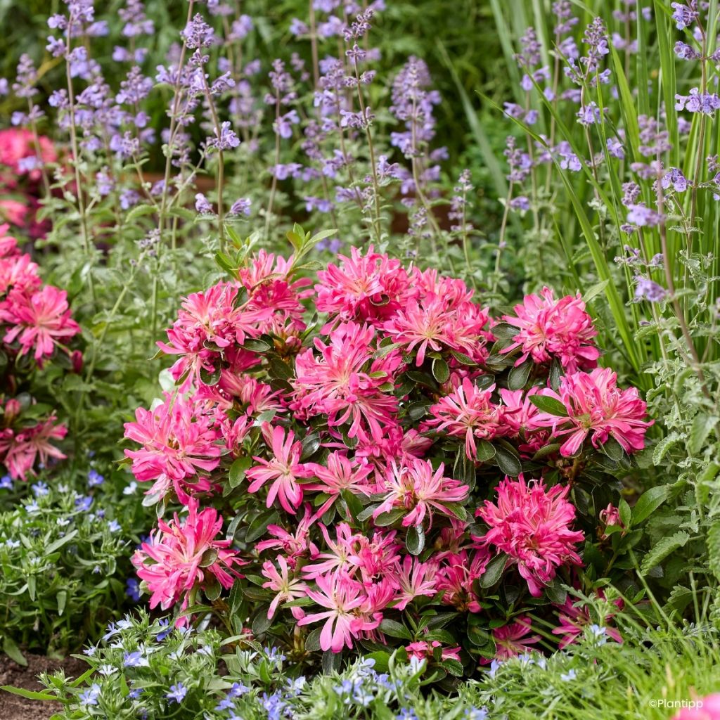 Japanische Azalee Pink Star - Azalea