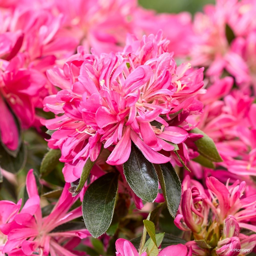 Japanische Azalee Pink Star - Azalea