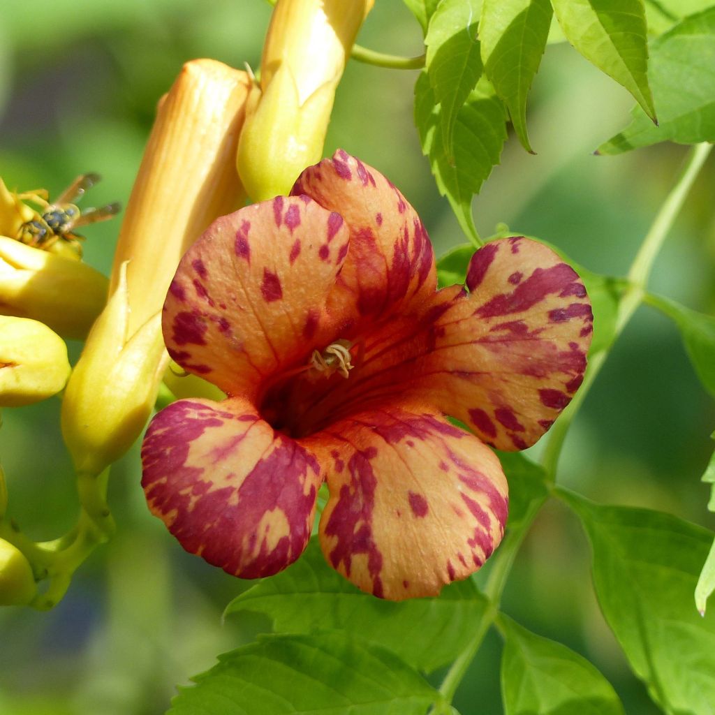 Campsis tagliabuana Orangeade - Große Klettertrompete