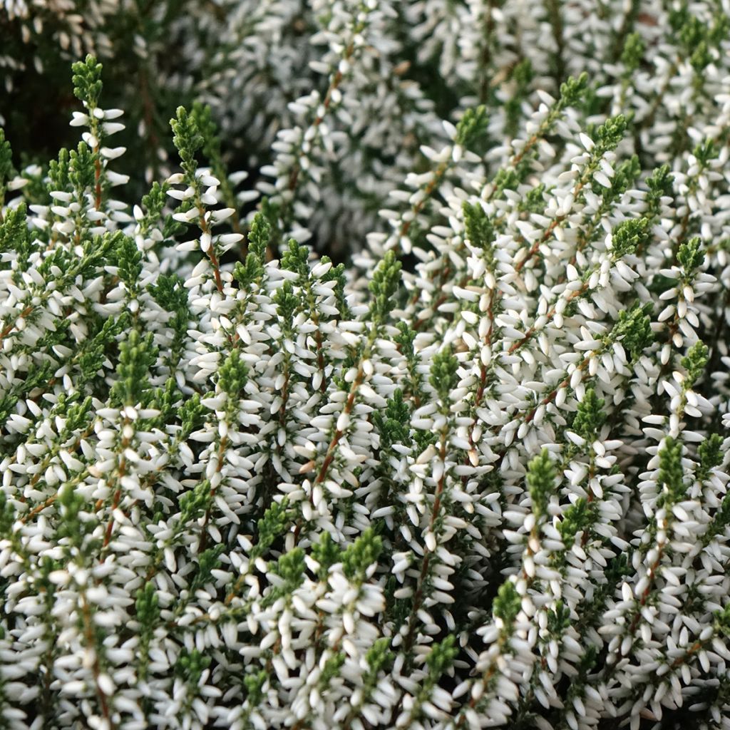 Besenheide Garden Girls Alicia - Calluna vulgaris