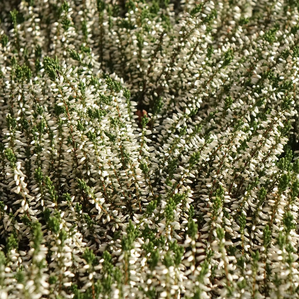 Besenheide Garden Girls Helena - Calluna vulgaris