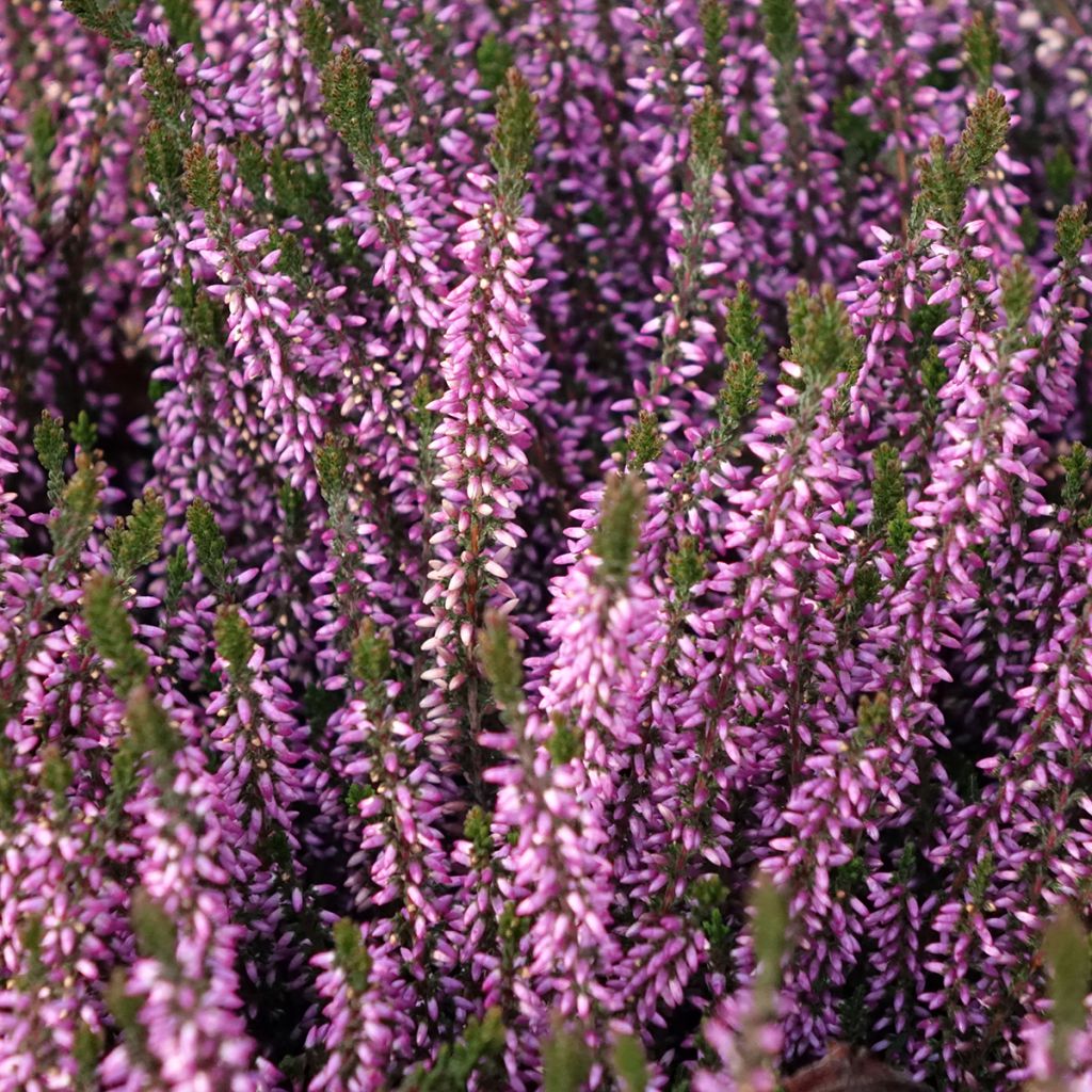 Besenheide Garden Girls Lilli - Calluna vulgaris