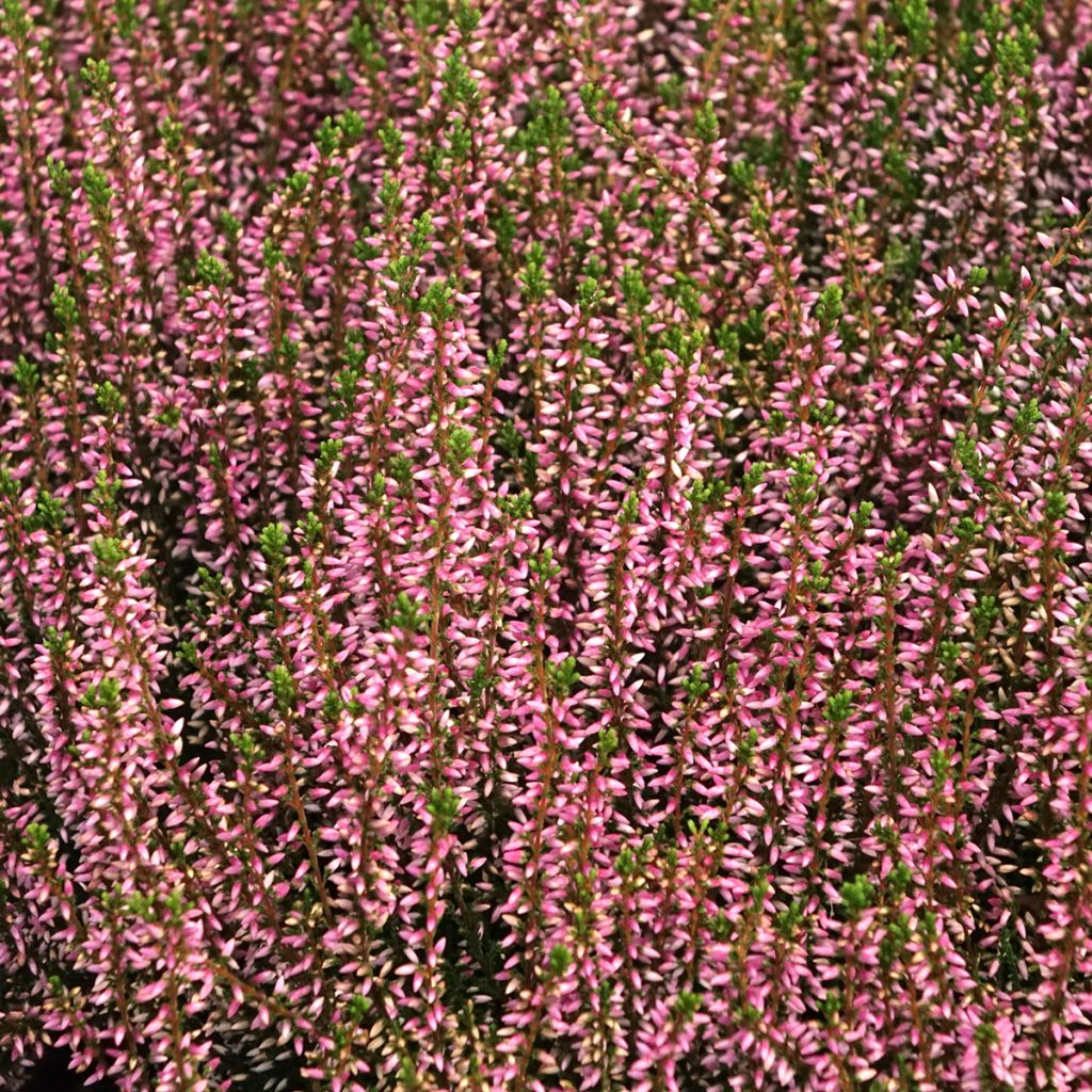 Besenheide Garden Girls Pink Angie - Calluna vulgaris