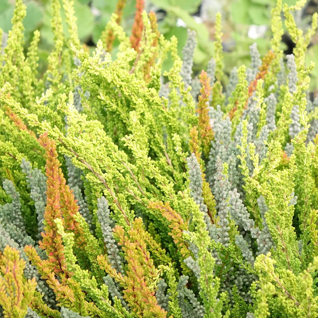 Besenheide Garden Girls Sunset Fire Trio - Calluna vulgaris