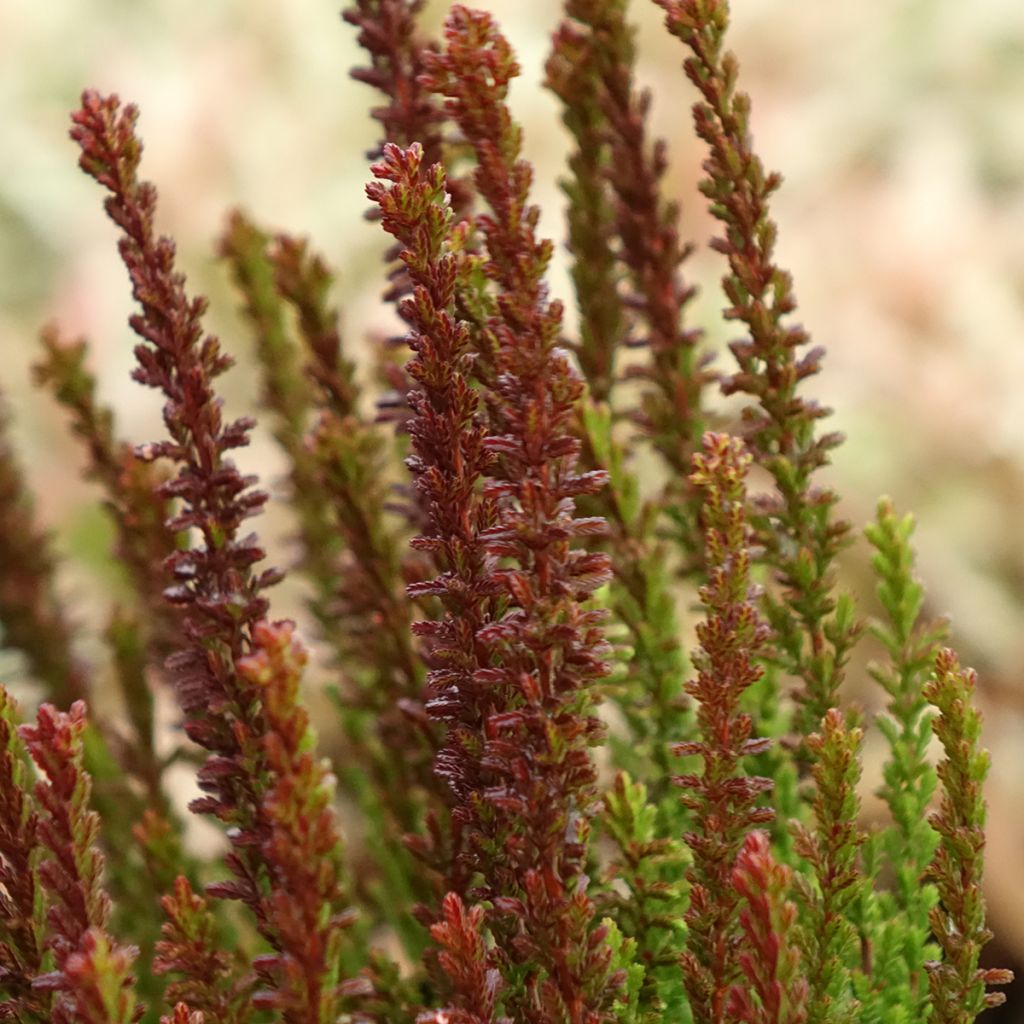 Besenheide Garden Girls Zorina - Calluna vulgaris