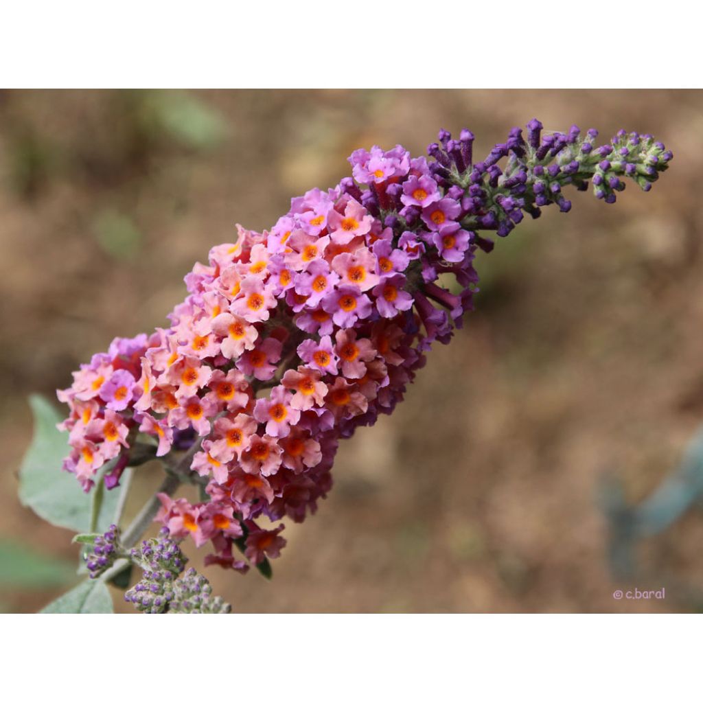 Buddleja Flower Power - Sommerflieder