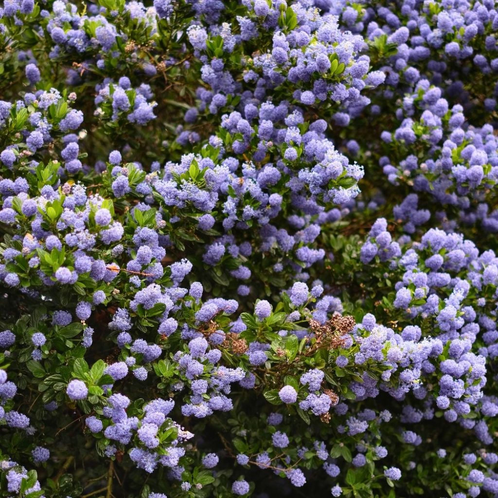 Säckelblume Skylark - Ceanothus