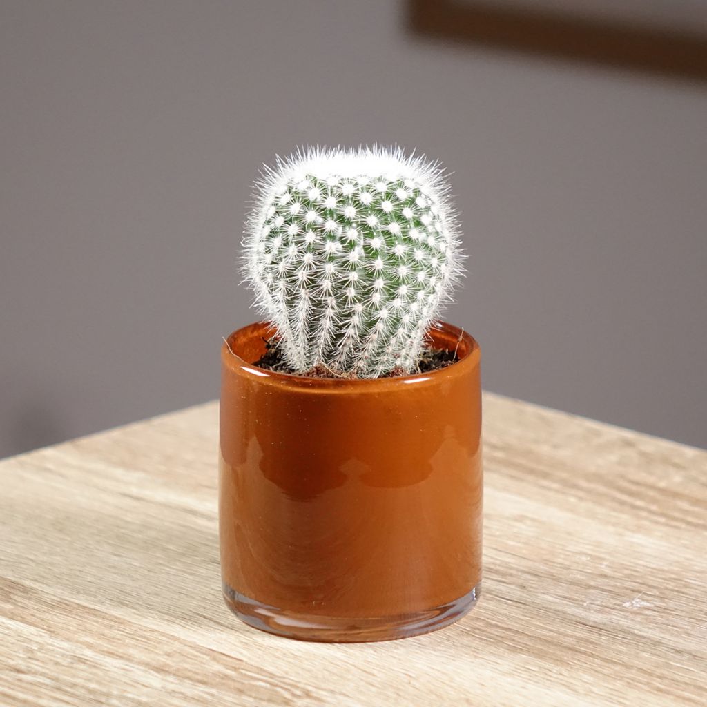 Kaktus - Mammillaria hahniana