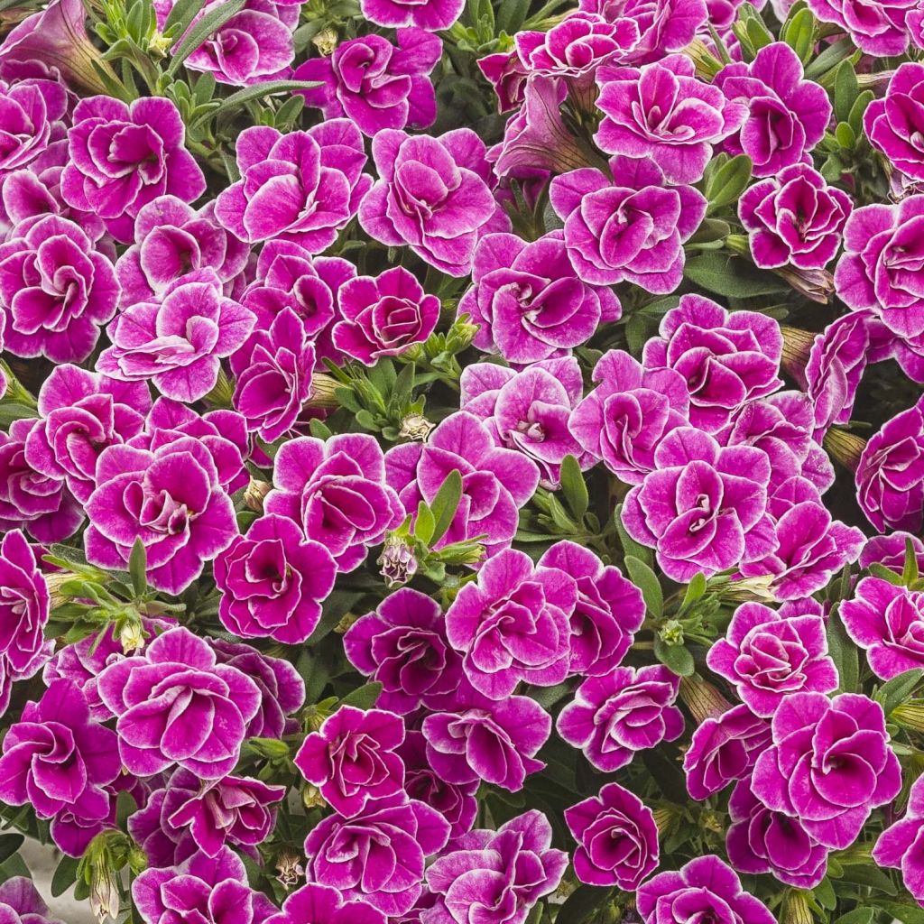 Zauberglöckchen Superbells Sweet Love - Calibrachoa