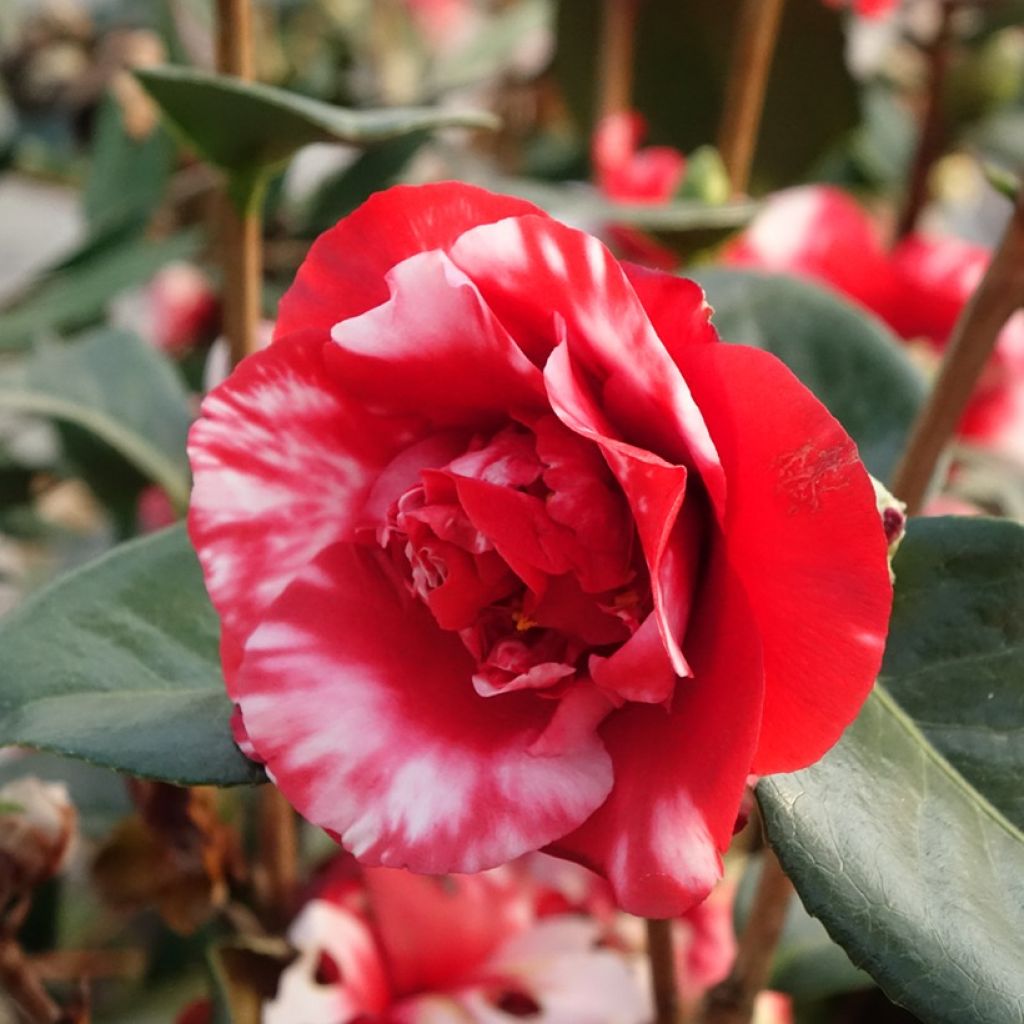 Camellia Midnight Variegated - Japanische Kamelie