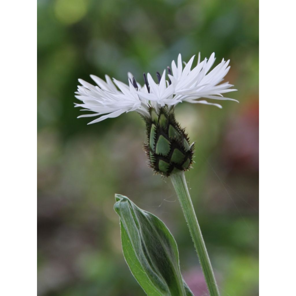 Berg-Flockenblume Alba - Centaurea montana