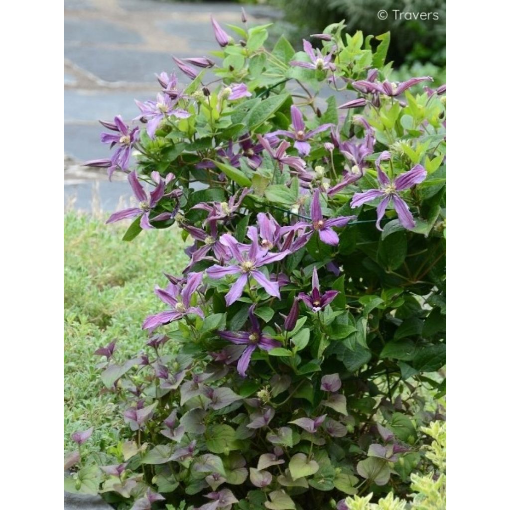 Waldrebe Saphyra Estrella - Clematis