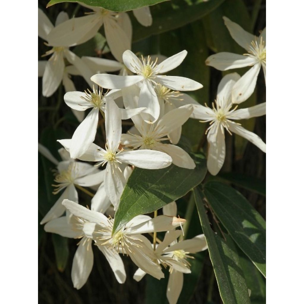 Clematis armandii - Immergrüne Waldrebe