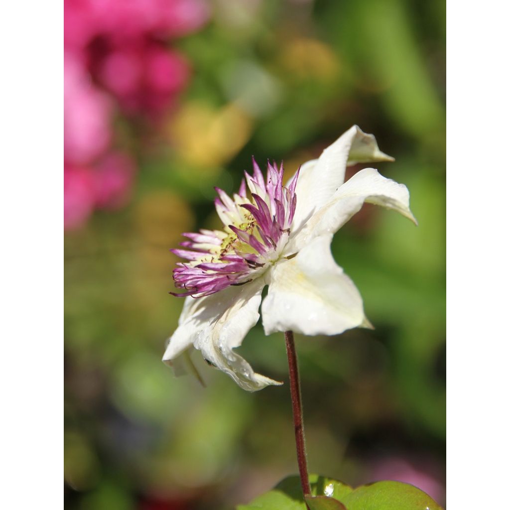 Clematis florida Sieboldii - Waldrebe