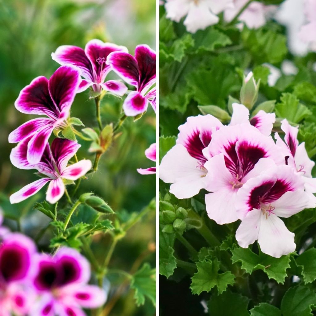 Sammlung von duftenden Mückenschutz-Storchschnabeln - Duftende Pelargonie