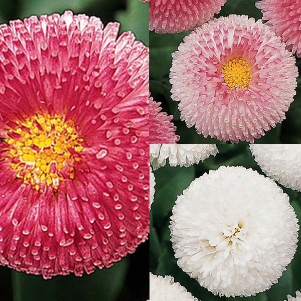 Sammlung von 15 Gänseblümchen