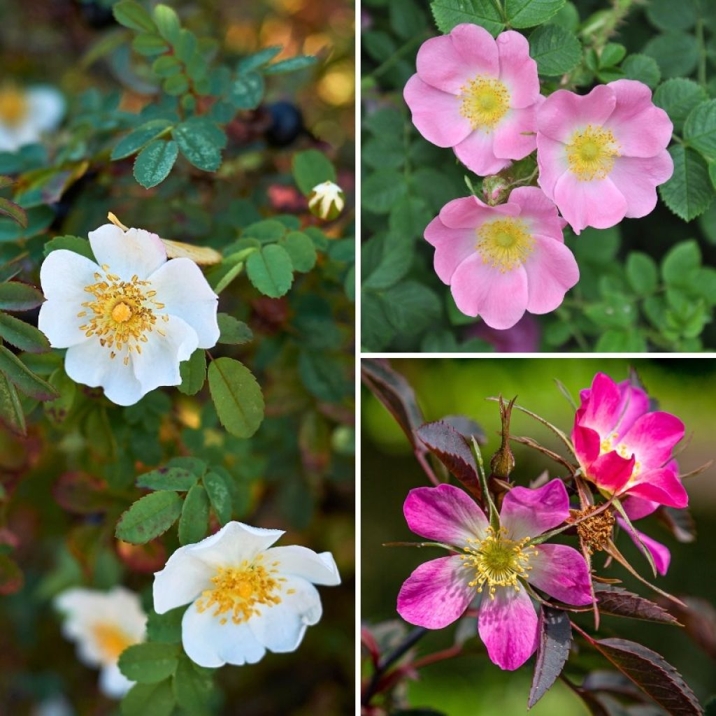 Wild-Rosen-Kollektion