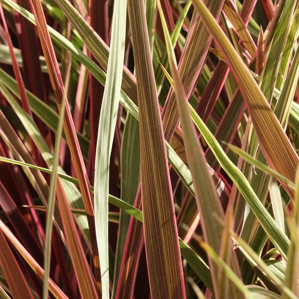 Cordyline banksii Can Can - Keulenlilie