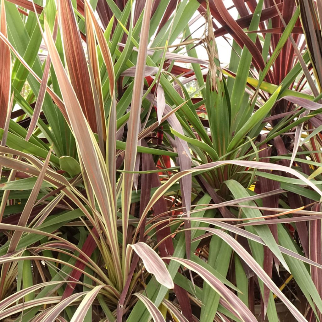 Cordyline Black Knight/Electric Flash/Peko Pack - Keulenlilie