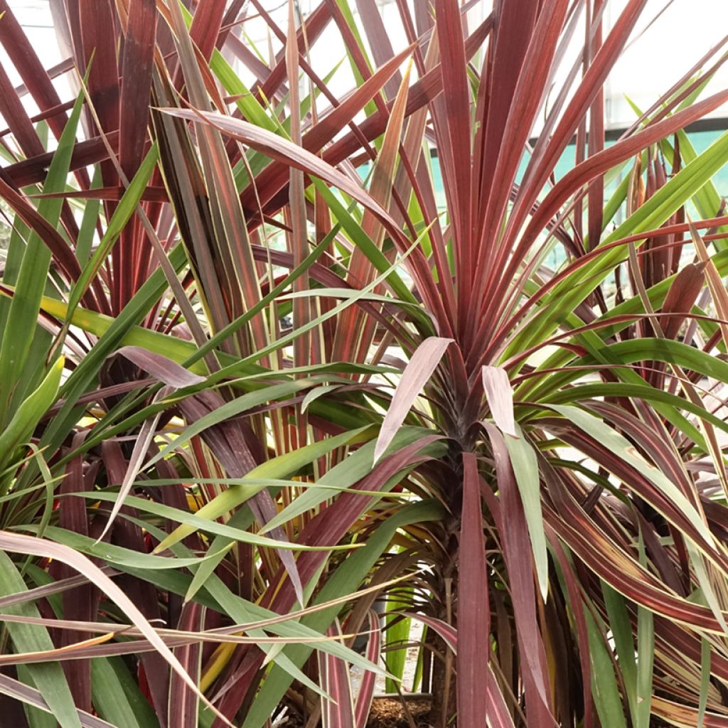 Cordyline Black Knight/Electric Flash/Peko Pack - Keulenlilie