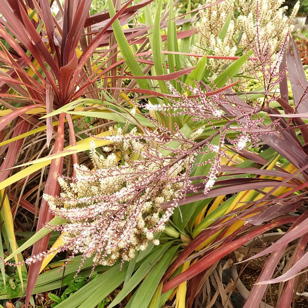 Cordyline Black Knight/Electric Flash/Peko Pack - Keulenlilie