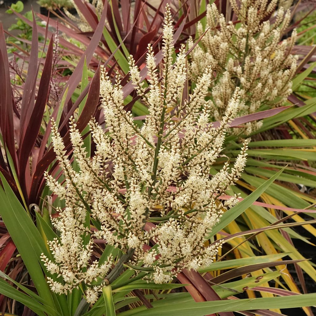 Cordyline Black Knight/Electric Flash/Peko Pack - Keulenlilie